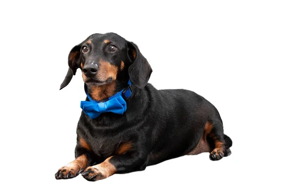 Horizontal Shot Black Red Dachshund Wearing Blue Bow Tie Isolated — Stock Photo, Image