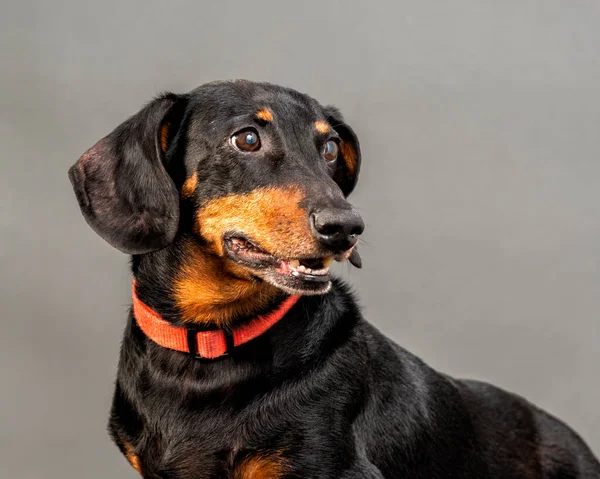 Horizontal Close Shot Sitting Black Red Dachshund Wearing Red Collar — Stock Photo, Image