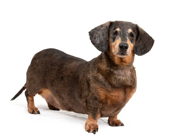 Horizontal Shot Standing Black Red Dachshund Isolated White Copyspace — Stock Photo, Image