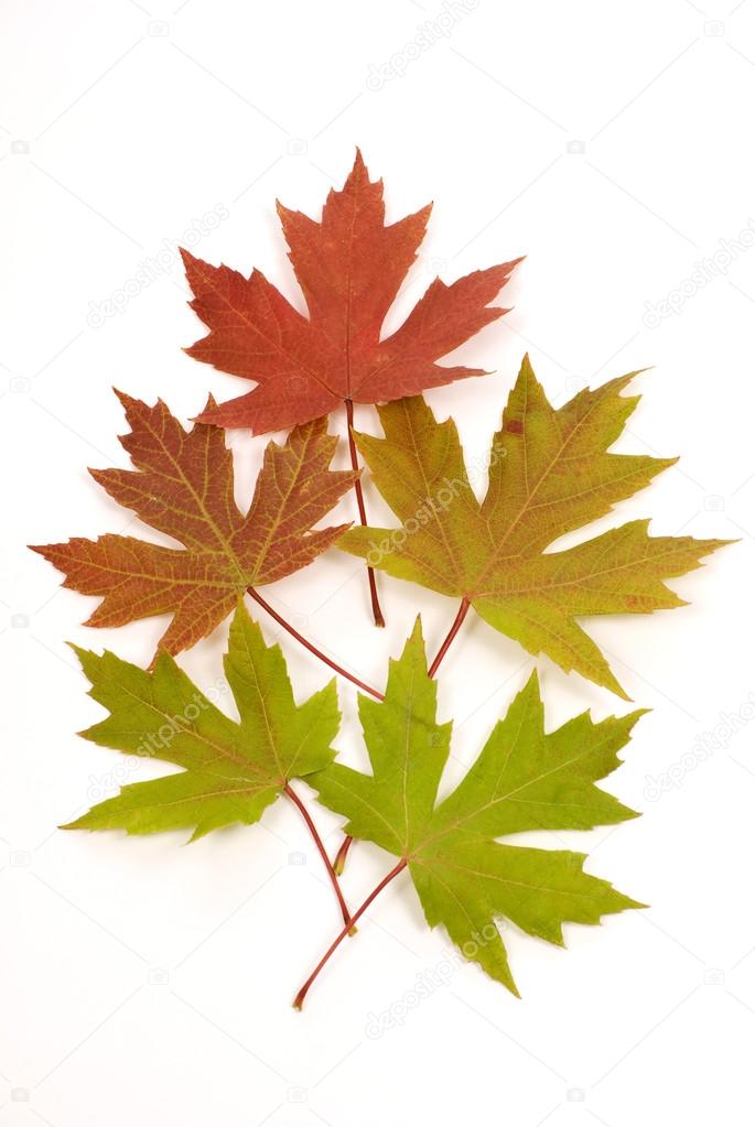 Leaves Changing Color — Stock Photo © whitestar1955 #54097921