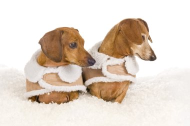 Two Dachshunds Dogs Wearing Coats Looking Over clipart