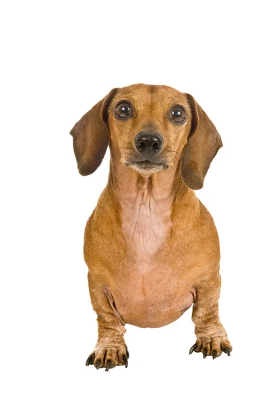 Pequeno cão Dachshund olhando para a frente — Fotografia de Stock