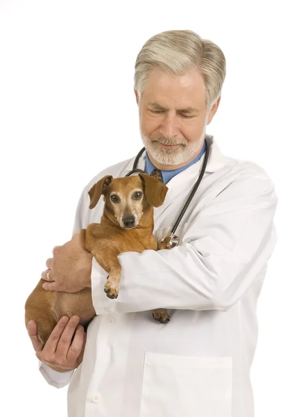 彼のほとんどの患者を持って思いやりのある獣医師 — ストック写真