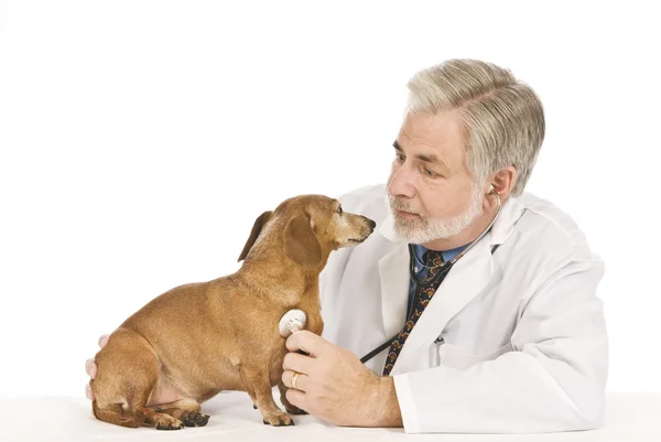 目-獣医と犬はお互いを見て私を見て — ストック写真