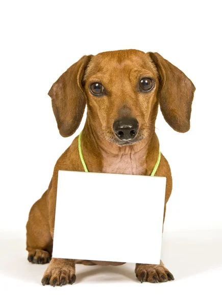 Söt bedårande hund med ett tomt tecken — Stockfoto