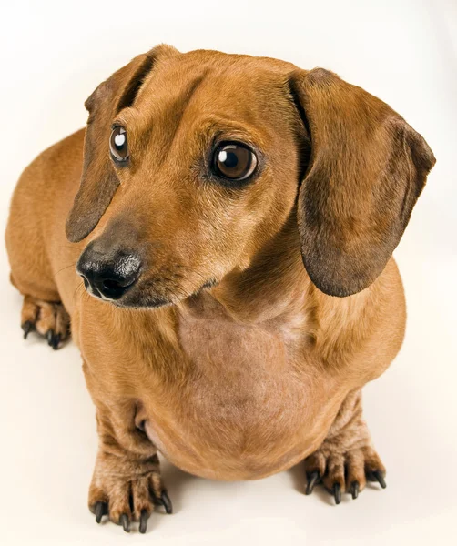 Little Dachshund olhando para fora da câmera em algo — Fotografia de Stock