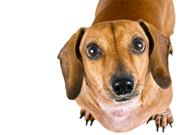 Dachshund pequeno bonito olhando para cima com espaço de cópia no lado — Fotografia de Stock