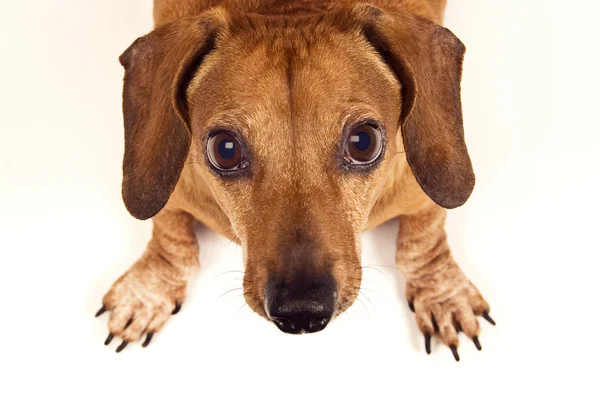 Ευτυχής λίγο είδος γερμανικού κυνηγετικού σκύλου κοιτάζοντας την κάμερα — Φωτογραφία Αρχείου