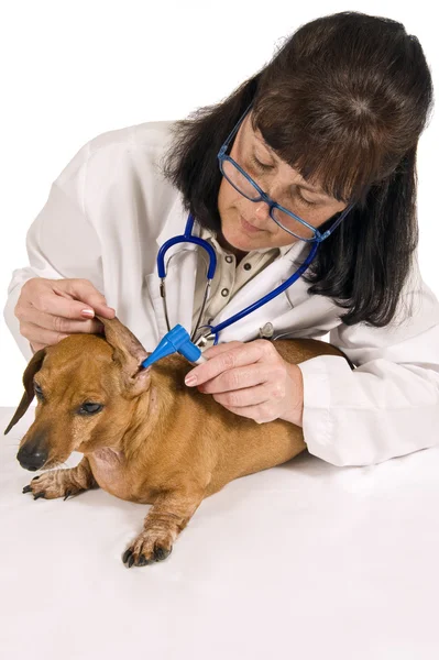 Veteriner kontrol kulak köpek — Stok fotoğraf