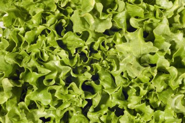 yeşil yapraklı marul