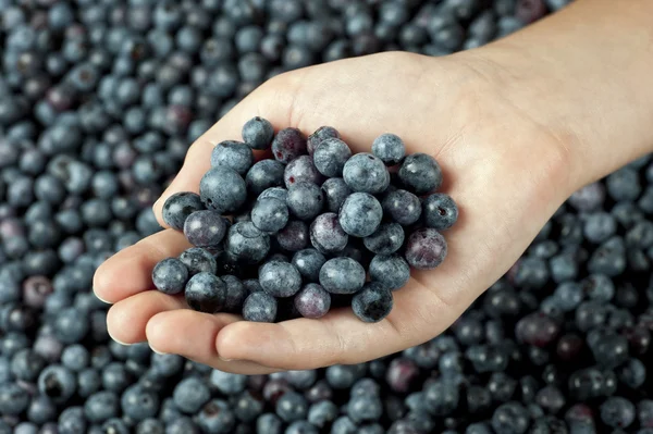 Hände mit frisch gepflückten Blaubeeren — Stockfoto