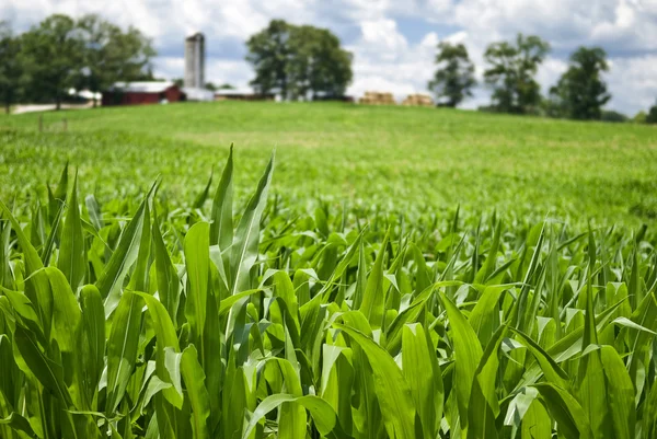 Fältet av unga majs stjälkar — Stockfoto