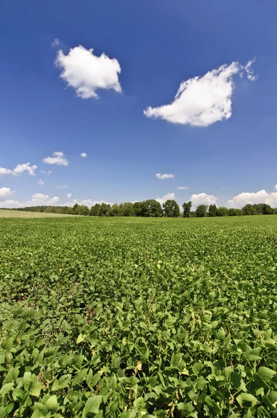 Sojabönor fält nära skördetid — Stockfoto