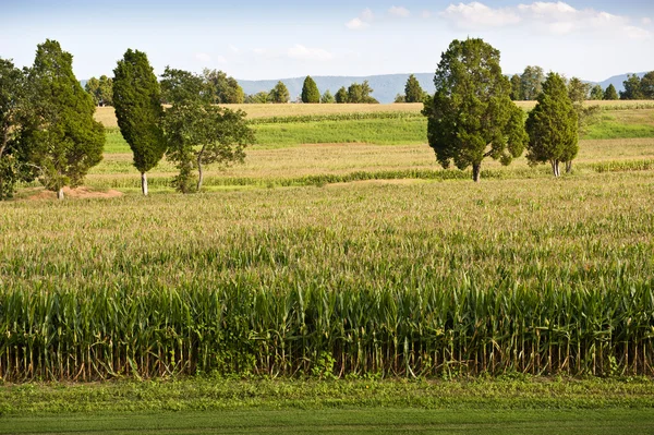 Fält av majs nästan redo att skörden — Stockfoto