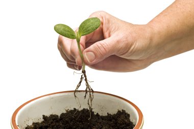 Bitki ve büyümek hazırlanıyor