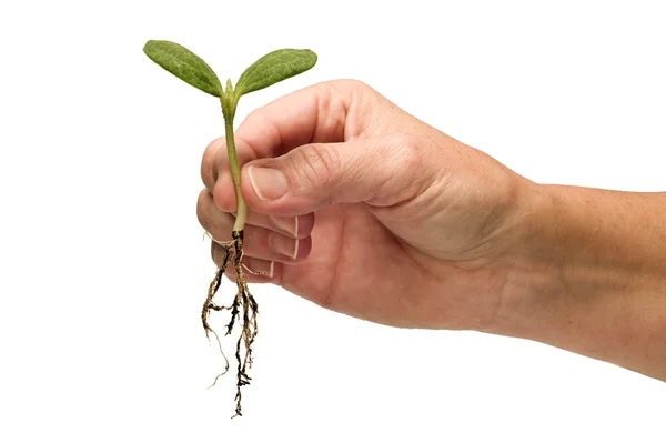 Ręka gospodarstwa czas roślina sadzonka delikatny rosną silne — Zdjęcie stockowe