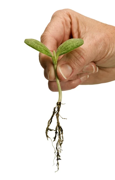 Kvinnliga handen håller en ömtålig planta växt tid att växa starkt — Stockfoto