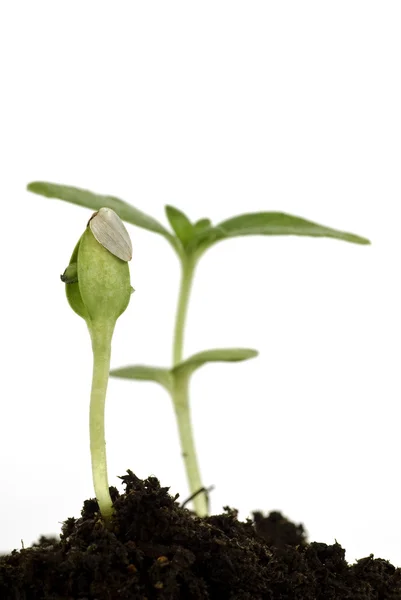 Nieuw leven schoot van dichtbij (groei Concept) — Stockfoto