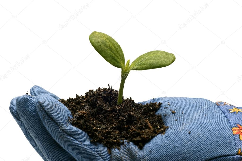 Baby Plant in Hands