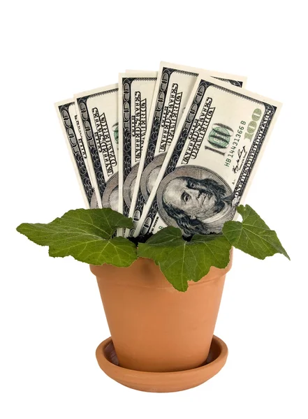 Geld en plant — Stockfoto