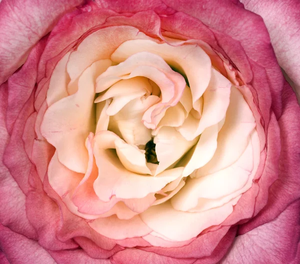 Hermosa flor de rosa — Foto de Stock