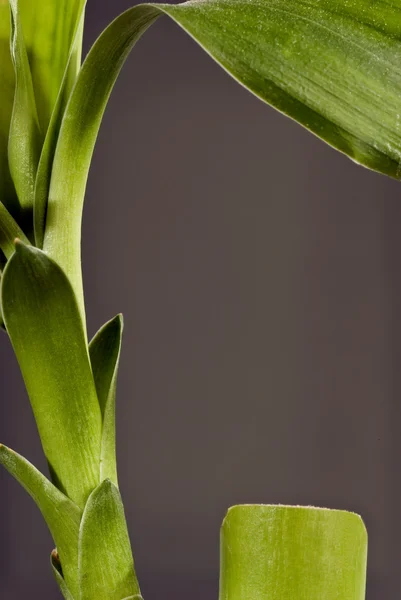 Close Up bambu com fundo escuro espaço de cópia — Fotografia de Stock