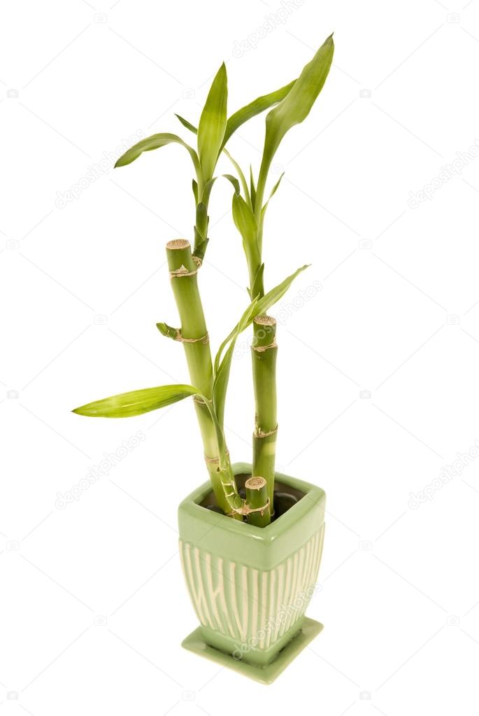 Bamboo Plant In Vase Isolated On White
