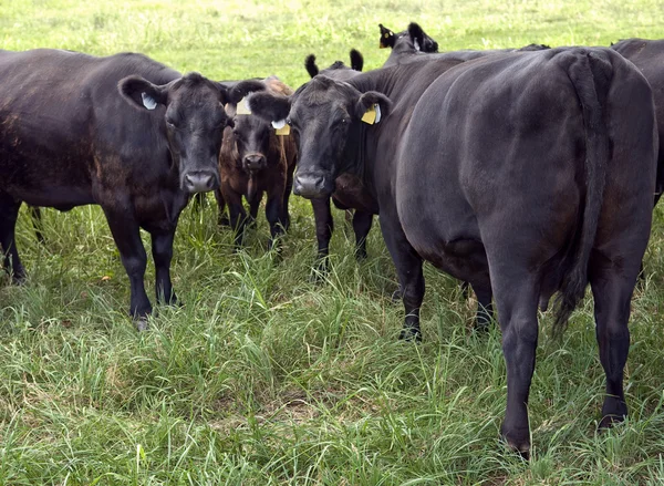 Ομάδα των Black Angus βοοειδών — Φωτογραφία Αρχείου