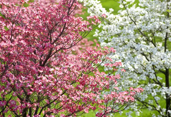 Güzel bahar kızılcık ağaçları ile pembe çiçekleri, Cornus florida Rubra