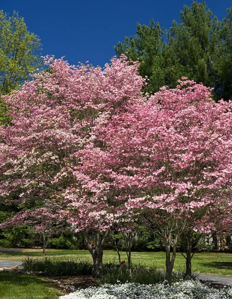 Весенние деревья Dogwood с розовыми бобами, Cornus florida Rubra — стоковое фото