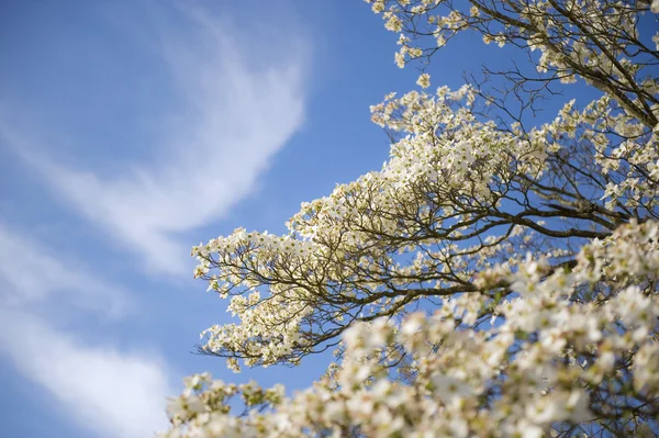 Weißer Hartriegel blüht gegen schönen blauen Himmel für Ihr Exemplar — Stockfoto