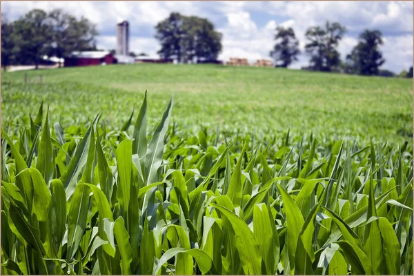 Field Of Young Corn Stalks With Barn In Background — Stockfoto