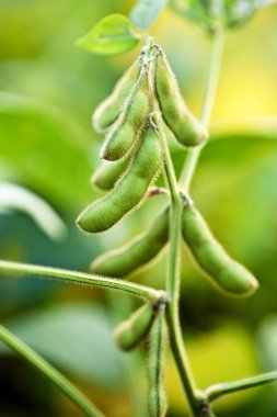 Soybean Plant Close Up In Field clipart