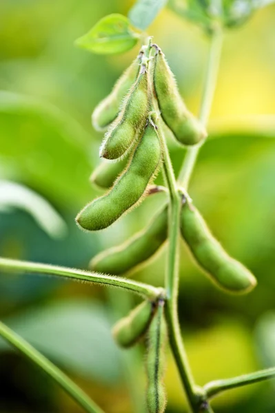 Sojabohnenpflanze hautnah im Feld — Stockfoto