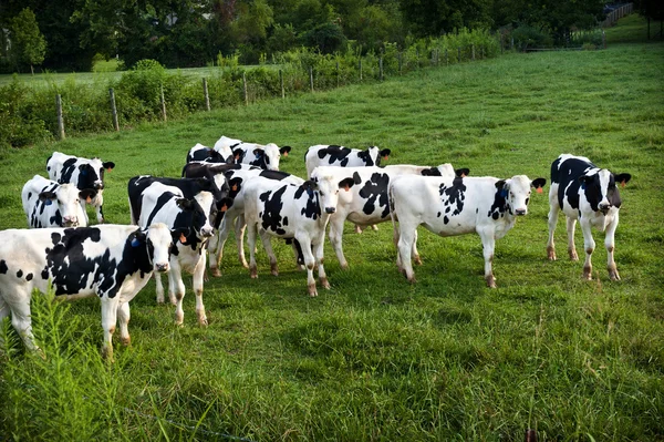 Otlatma mera kulak Etiketler ile inek sürüsü — Stok fotoğraf