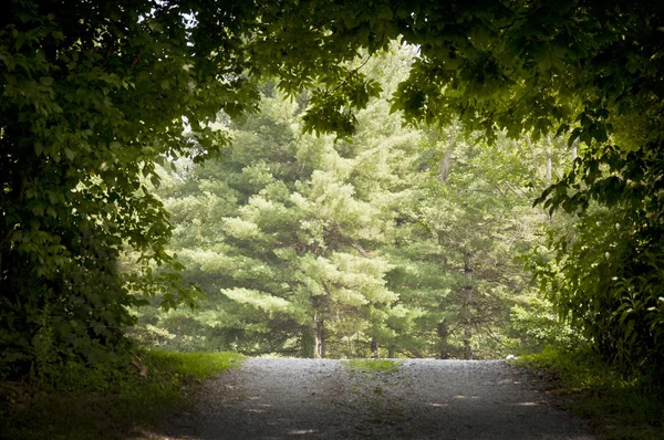 Nature Path To Light — Stock Photo, Image