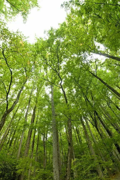 Forest Looking Up Toward The Sky — Stock Photo, Image