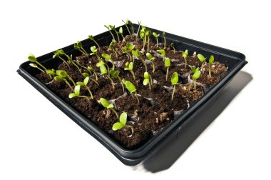 Işığa doğru büyüyen genç fide bitkiler