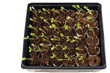 Işığa doğru büyüyen bebek bitkiler