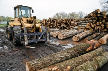 Günlükleri alan kereste ile forklift