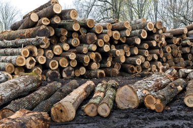 Logs To Be Cut Into Lumber clipart