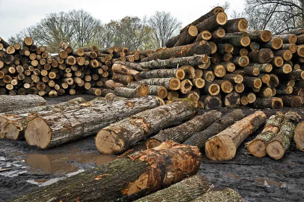 Baumstämme warten auf Fahrt zum Sägewerk — Stockfoto