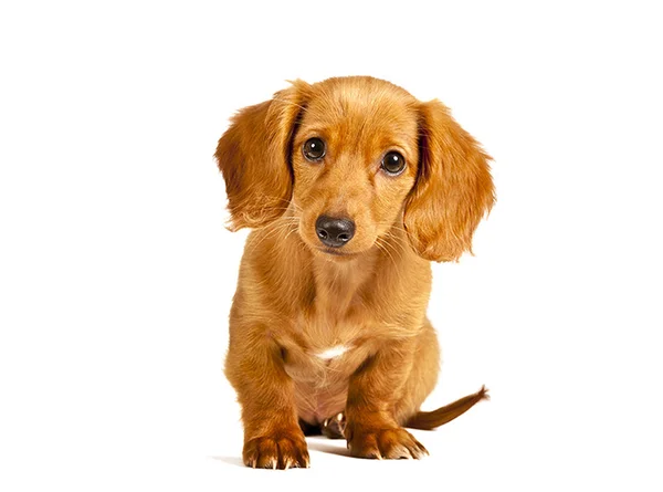 Schattig en schattige kleine gouden Retriever pup geïsoleerd — Stockfoto