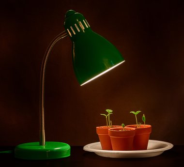 Grow lambalı üç lahanası