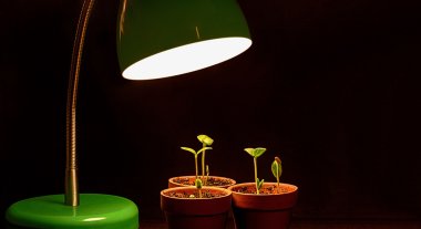 Three Young Sprouts With Grow Lamp clipart