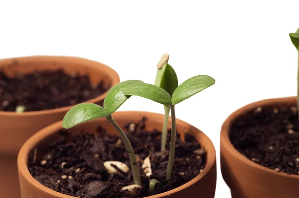 Plantas jovens crescendo em vasos isolados — Fotografia de Stock