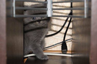 Yavru kedicik, tüylü arkadaş tasarım için komik hayvan.