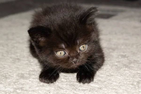 Kitten Malý Černý Bílý Klobouk Pro Design — Stock fotografie