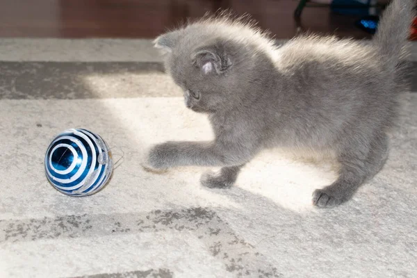 Kitten Weinig Pluizig Vriend Grappig Dier Voor Ontwerp — Stockfoto