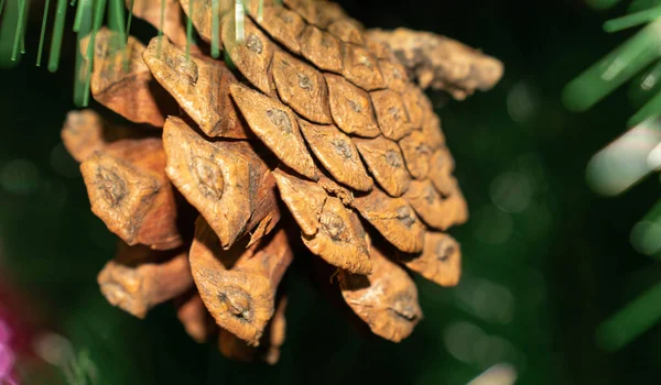 Fichtenzapfen Baum Für Den Feiertag Neujahr Zur Gestaltung — Stockfoto